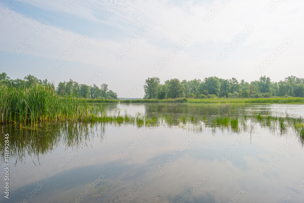 Fototapeta premium Shore of a lake in spring