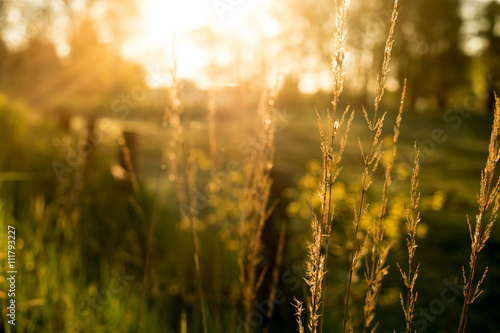 morning light / green pasture in the morning light