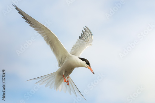 close-up of tern with spread wings against the sky