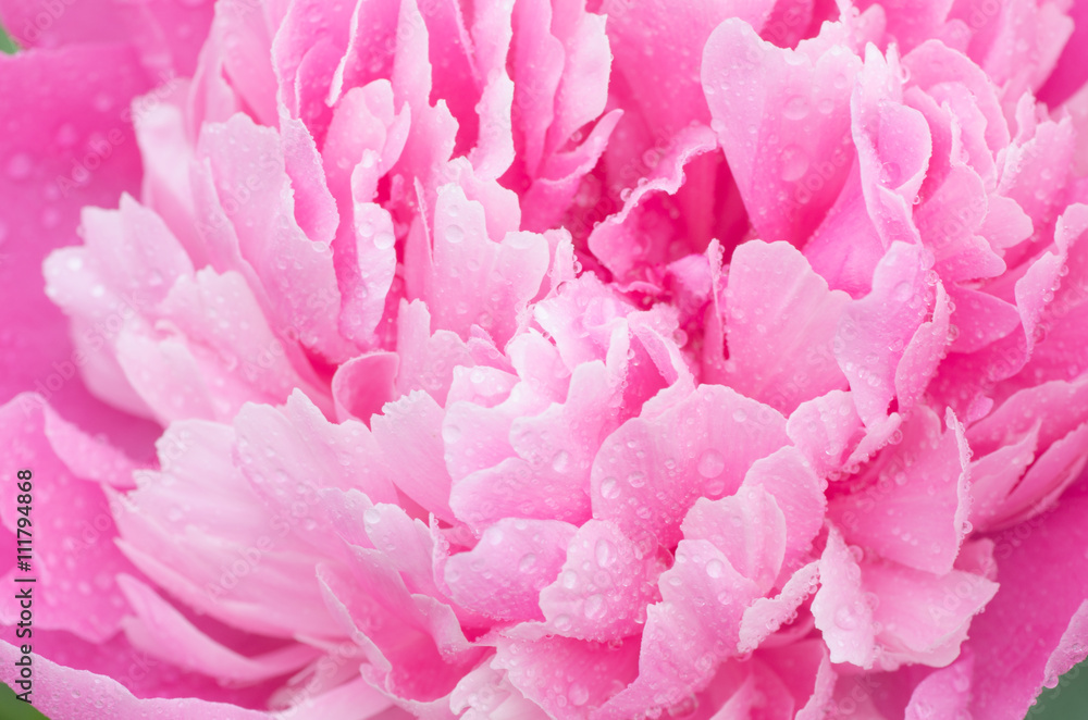 pink peony flower with water drops