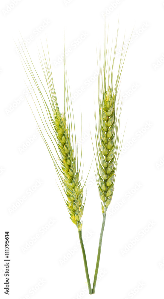 Green wheat ears isolated Green wheat ears isolated