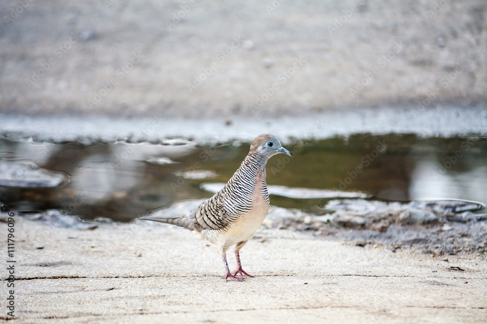 Zebra Dove Zebra Dove