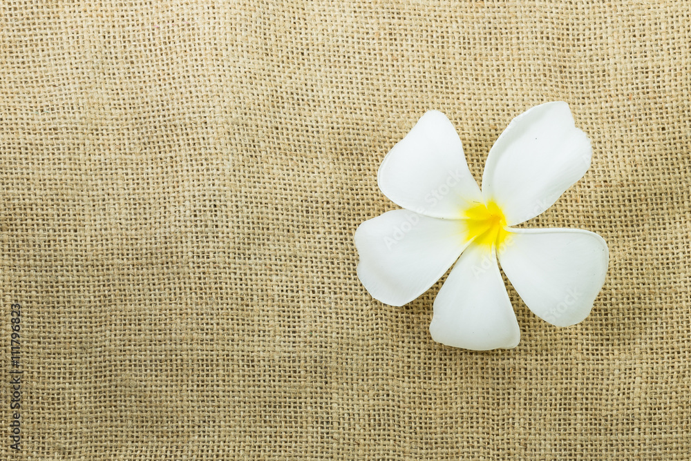 white plumeria flower on gunny sack texture background, with copy space white plumeria flower on gunny sack texture background, with copy space