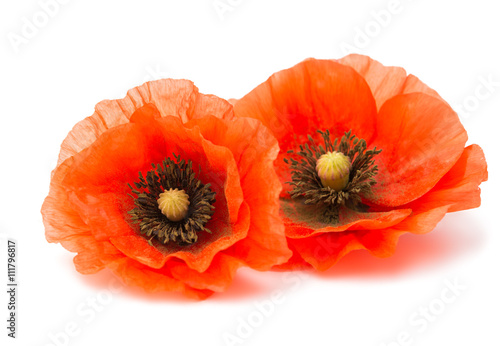 Fototapeta Naklejka Na Ścianę i Meble -  red poppy isolated