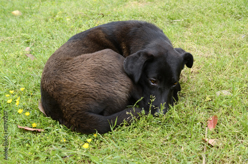 Quadro su tela dog curled up and asleep in the green grass