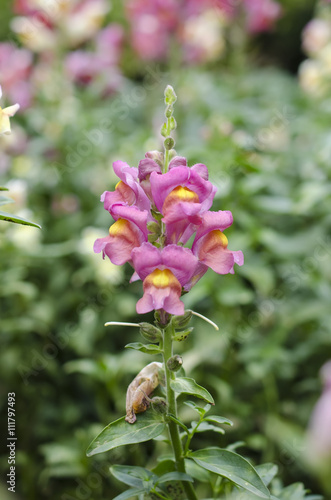 pink snapdragon flower on a green background