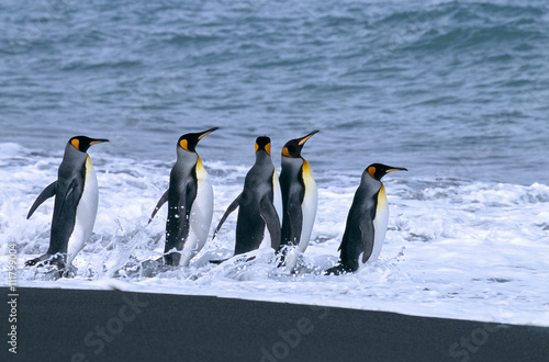 King Penguins in South Georgia photo