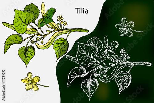 Linden. Tilia. Vector linden illustration. Hand drawn linden. Tilia branch. Medicinal plants. Hand drawn decorative plants, design element. Drawing with chalk. The blackboard in chalk style.