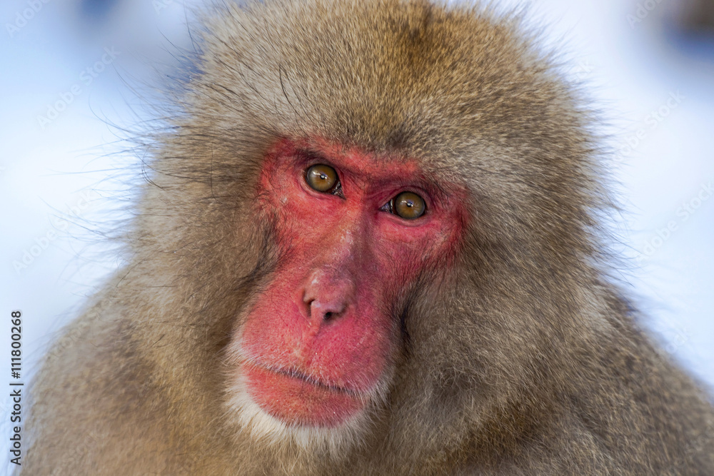 A red faced Japanese snow monkey gazes at the viewer A red faced Japanese snow monkey gazes at the viewer
