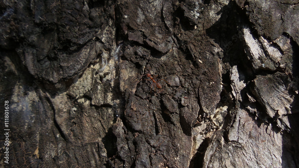 Ants climbing tree