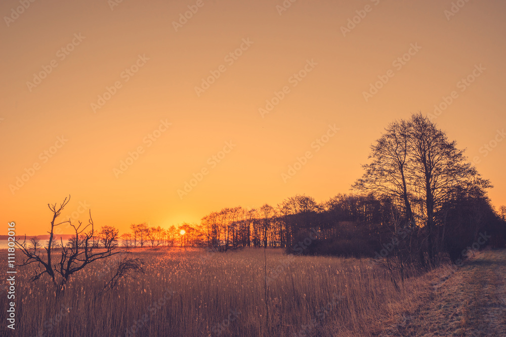 Tree silhouettes in the sunrise