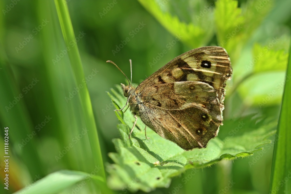 Waldbrettspiel (Pararge aegeria) auf Brennnesselblatt Waldbrettspiel (Pararge aegeria) auf Brennnesselblatt