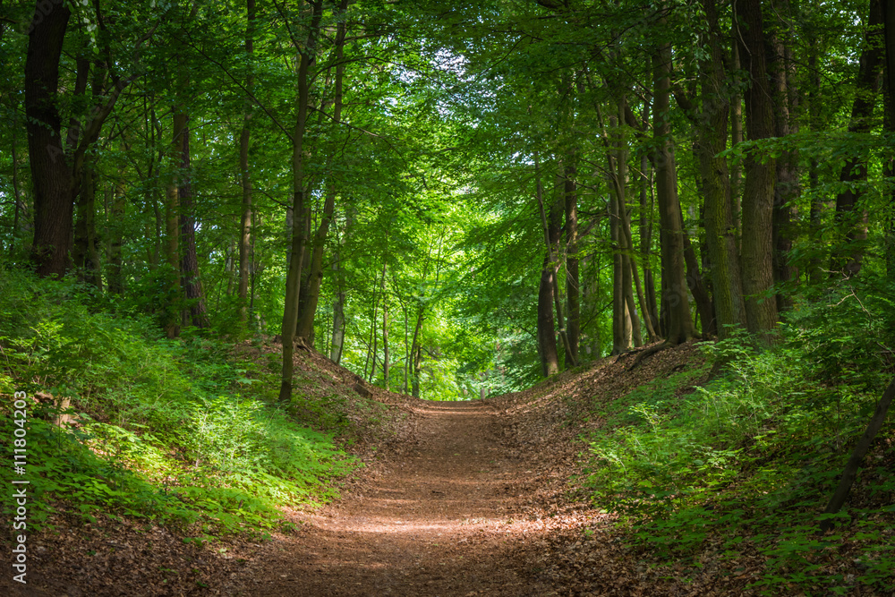 Fototapeta premium Path in the green forest in the sunlight