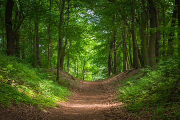 Keuken achterwand Bosweg Zonnig pad door groen loofbos  © Radek Ziemniewicz