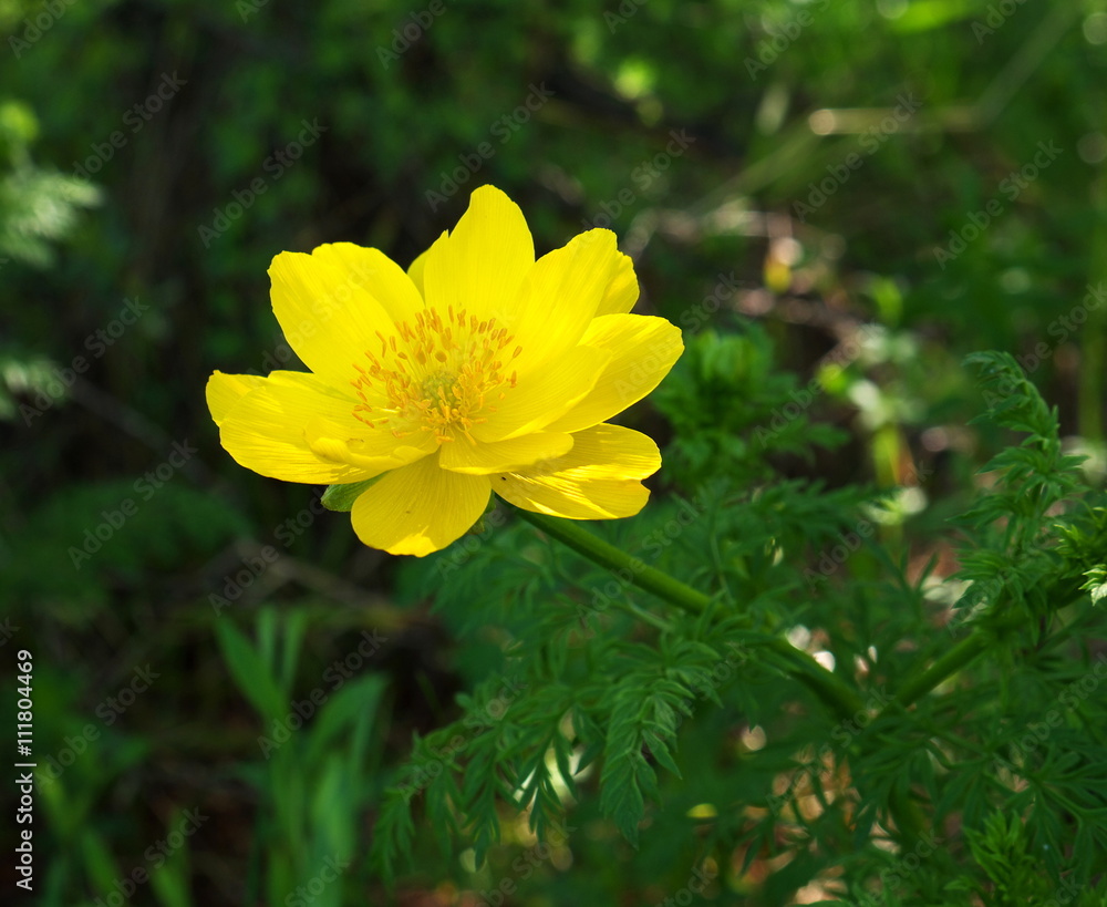Yellow wild flower adonis in a forest shot in summer Yellow wild flower adonis in a forest shot in summer