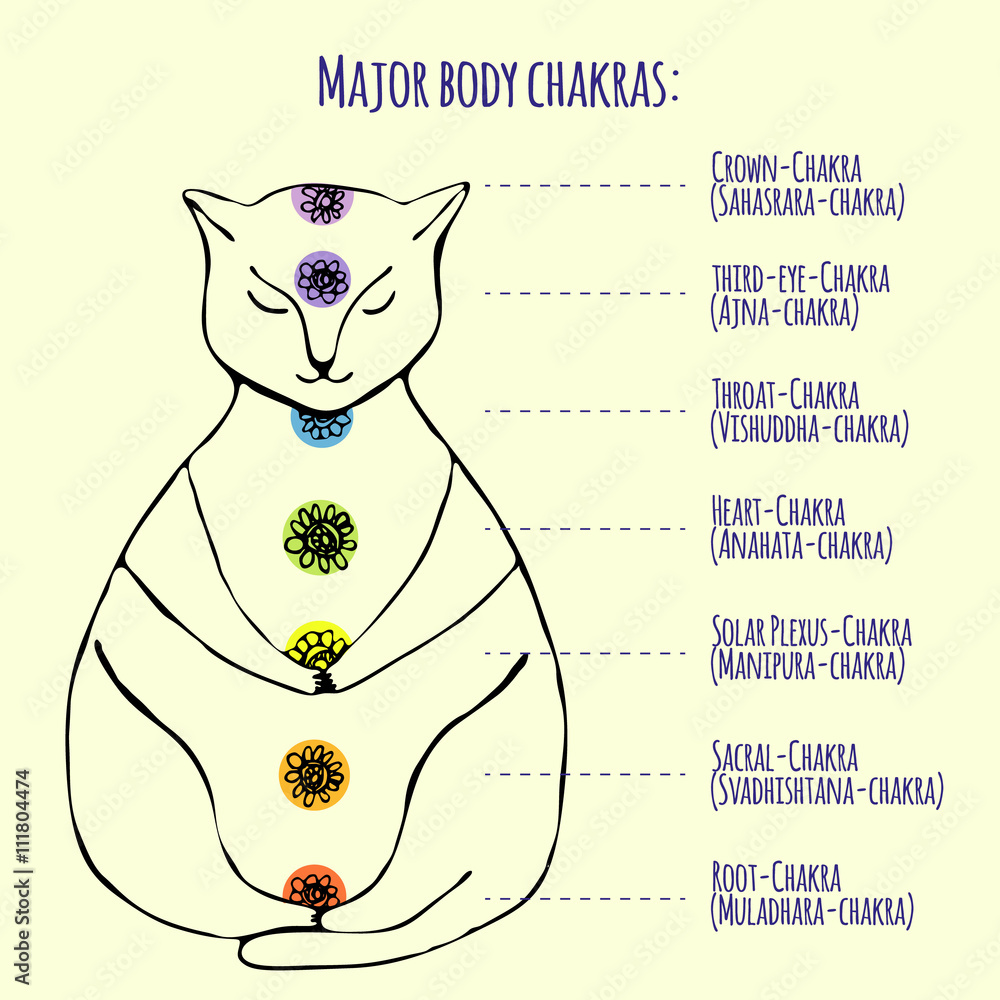 Meditating cat in lotus position. Chart of seven major body chakras