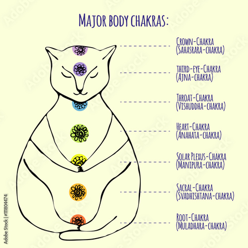 Meditating cat in lotus position. Chart of seven major body chakras Stock Vector | Adobe Stock Meditating cat in lotus position. Chart of seven major body chakras Stock Vector | Adobe Stock