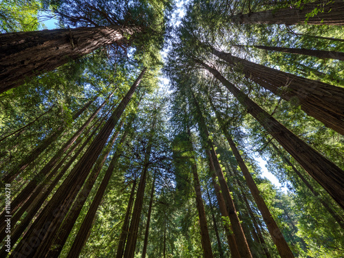 Tall trees in Muir Woods forest