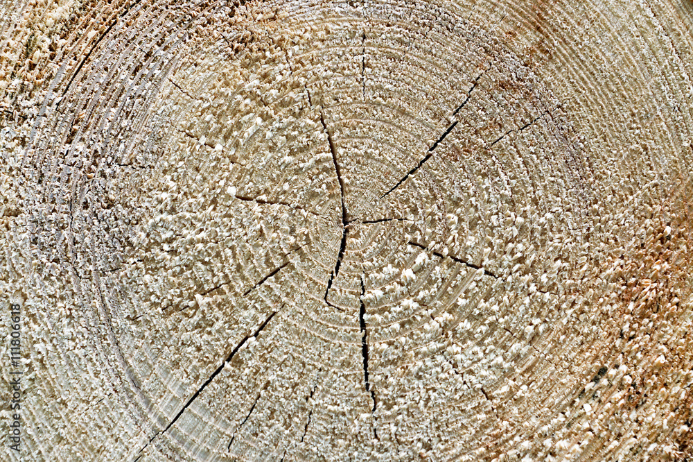 Tree rings texture background Stock Photo | Adobe Stock