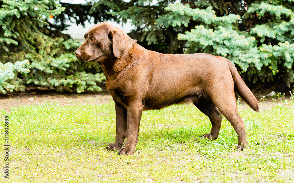 Labrador Chocolate stands. Labrador Retriever is on the green grass. Labrador Chocolate stands. Labrador Retriever is on the green grass.