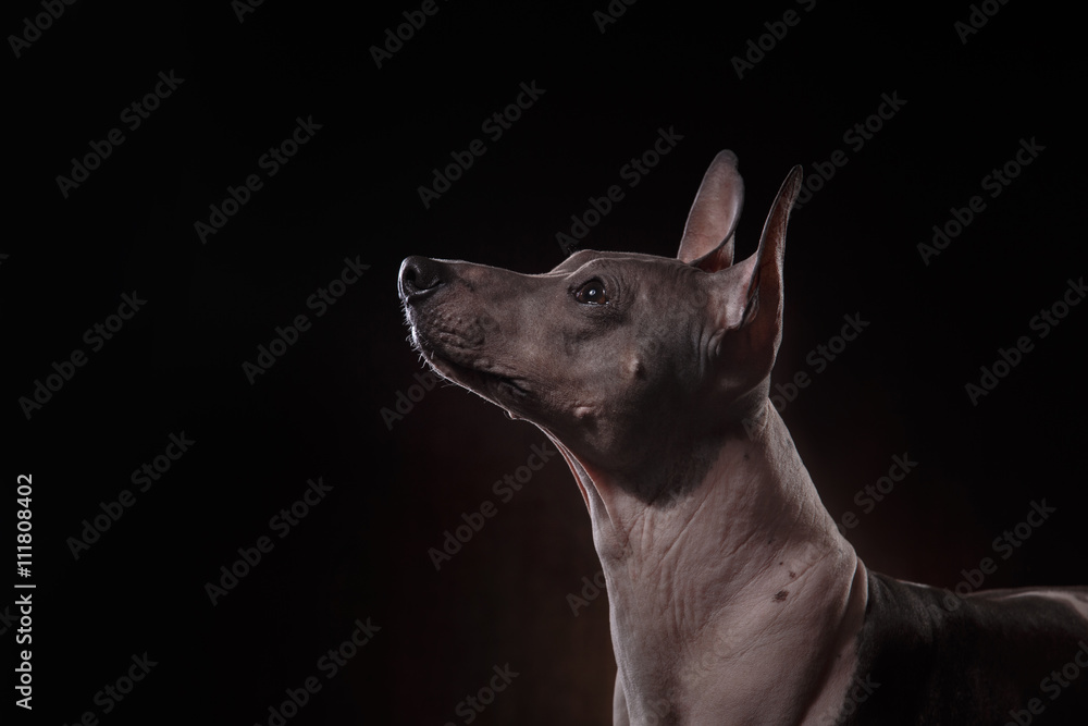 Xoloitzcuintle - hairless mexican dog breed