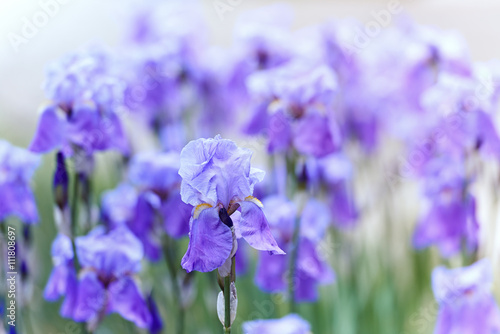 Fototapeta Naklejka Na Ścianę i Meble -  Purple Iris Flowers