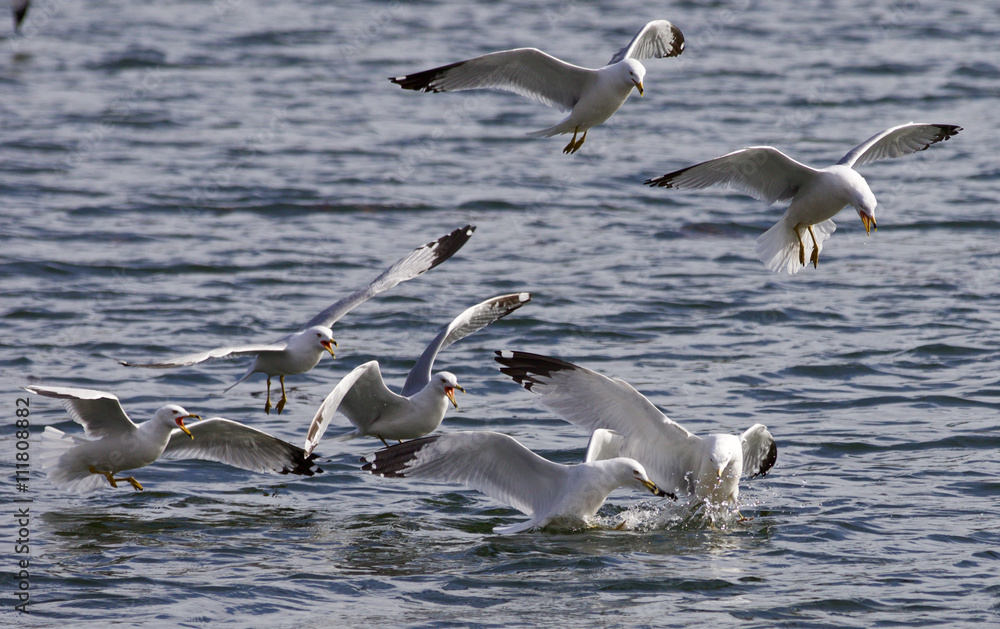 Scream and fight of the gulls Scream and fight of the gulls