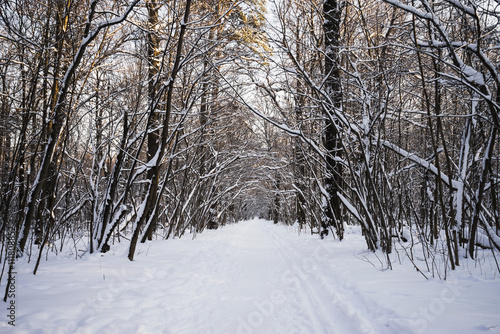Deserted path in the woods in winter. © iskander1