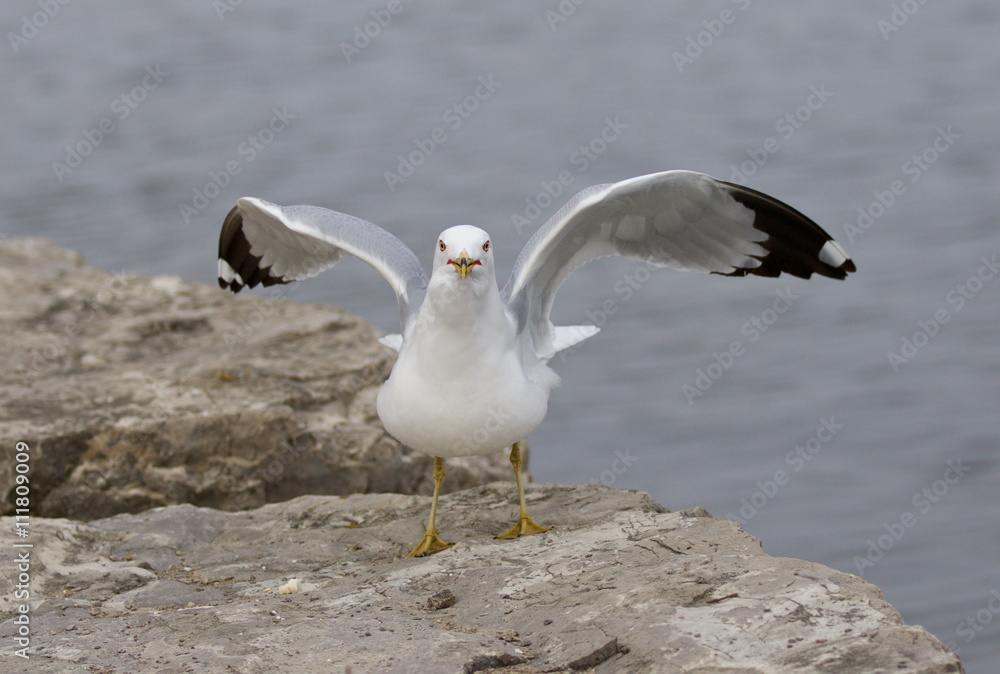 Funny image with the gull on the shore Funny image with the gull on the shore