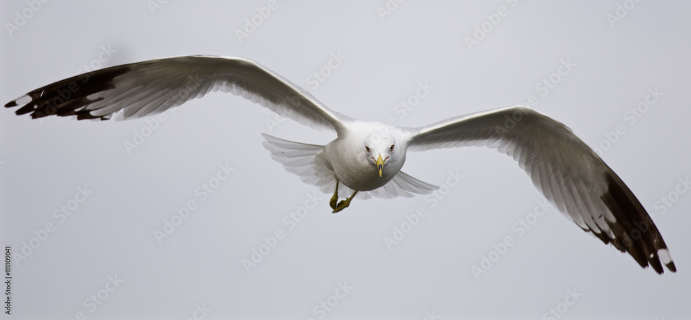 Beautiful isolated photo of the flying gull Beautiful isolated photo of the flying gull
