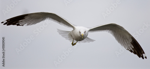 Beautiful isolated photo of the flying gull