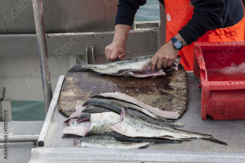 Fischer filetiert frisch gefangenen Fisch auf dem Kutter