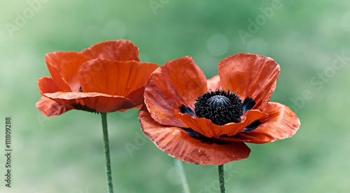 Fototapeta Naklejka Na Ścianę i Meble -  Red Poppies
