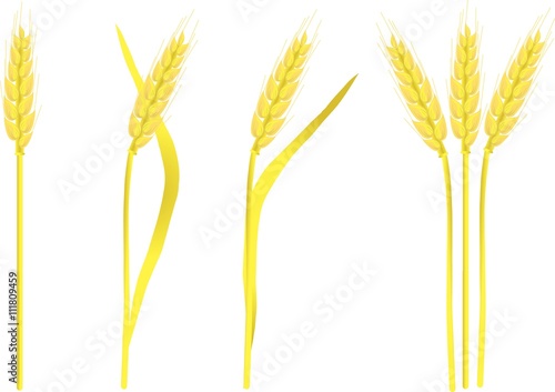 Ripe yellow wheat ears on white, painting, vector illustration 