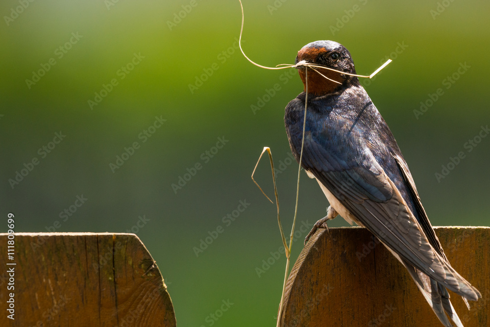 Barn swallow (Hirundo rustica) with nesting material