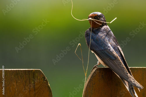 Obraz na płótnie Barn swallow (Hirundo rustica) with nesting material w salonie