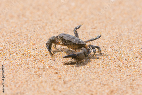 Little sea crab on the sand