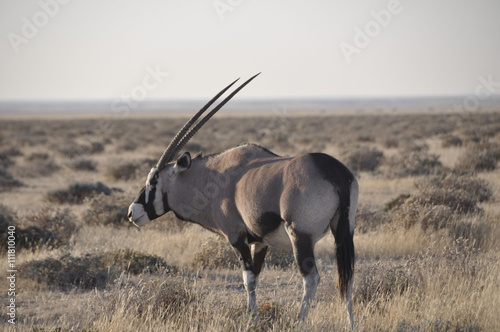 Eiland im Wildschutz Reservat Etosha. Eiland in the Etosha Natio photo