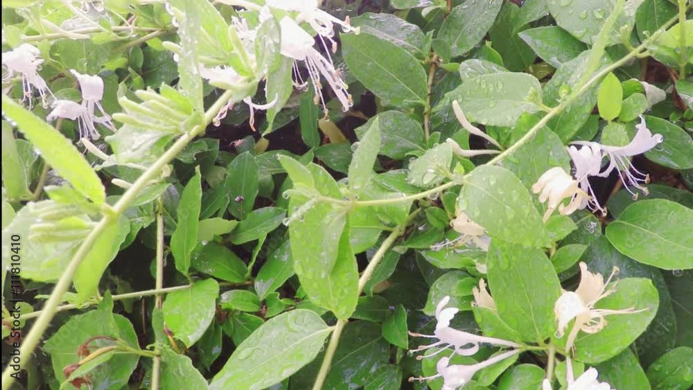 Little white spider running on the spiderweb among the wet leaves Little white spider running on the spiderweb among the wet leaves