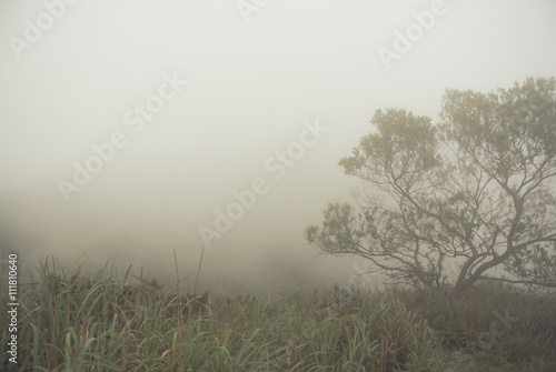 Wallpaper Mural The mist at the mountain in morning Torontodigital.ca