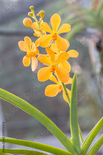 Fototapeta Naklejka Na Ścianę i Meble -  Orange, Yellow Mokara orchid in farm.