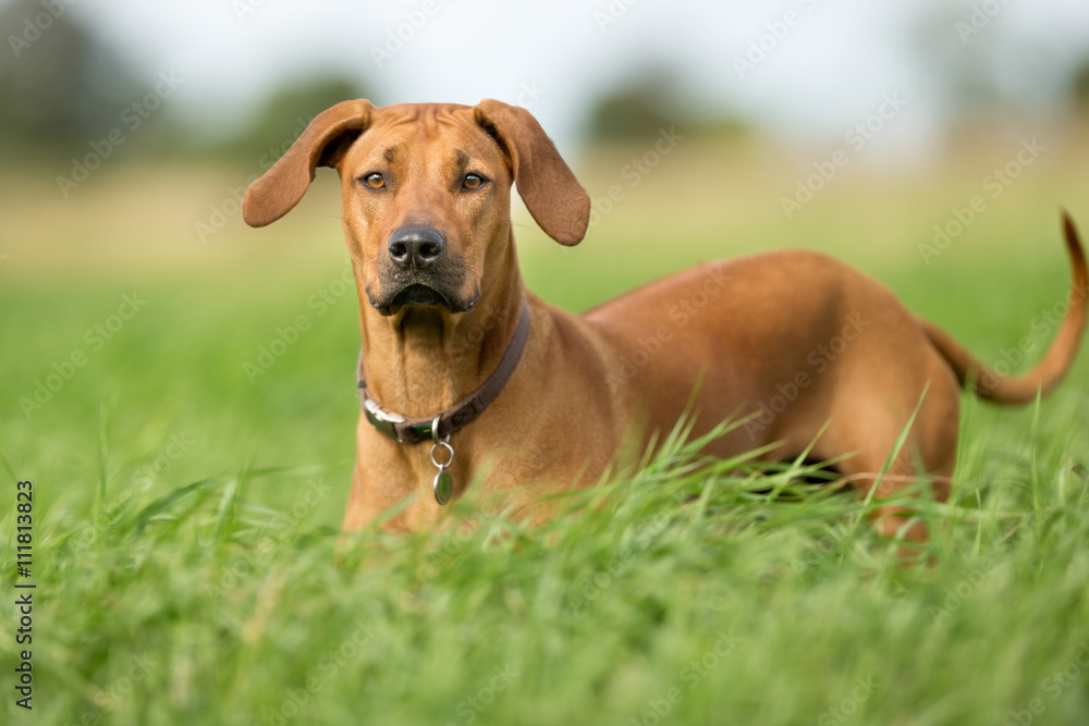 Brown Dog Outdoors in Summer