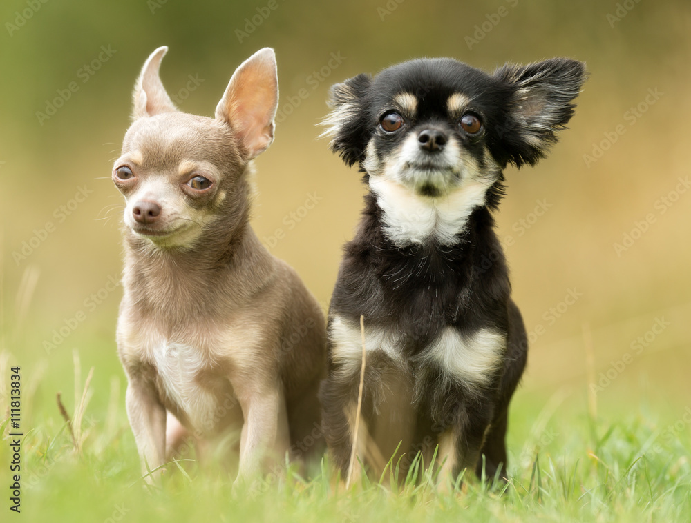 Chihuahua Dog Outdoors