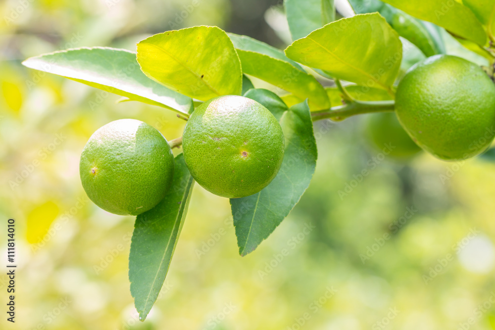Lemons (limes), green lemons on tree. Lemons (limes), green lemons on tree.