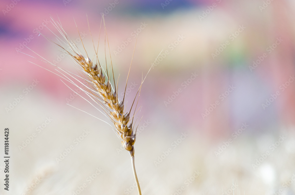 Obraz premium barley and space