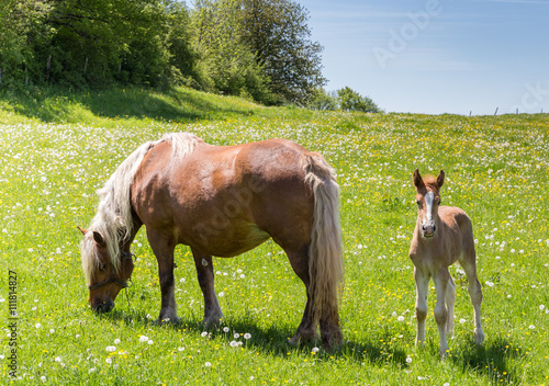 Jument Comtoise et son poulain photo