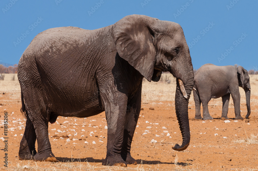Elefanten im Etosha Nationalpark; Namibia 