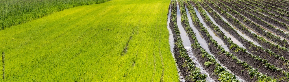 Field under flood water. Agricultural field after torrential rain. Field under flood water. Agricultural field after torrential rain.