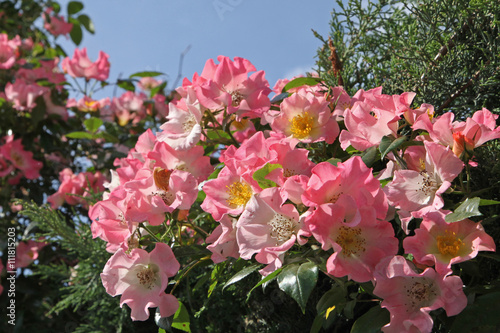 Rosier Kew Rambler