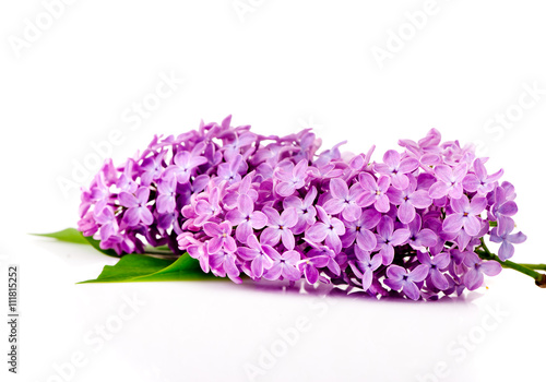 Branch of lilac flowers on a white background